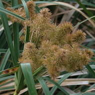 Слика од Cyperus lucidus R. Br.