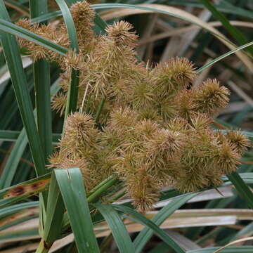 Image of Cyperus lucidus R. Br.