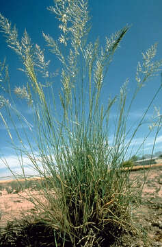 Image of weeping lovegrass