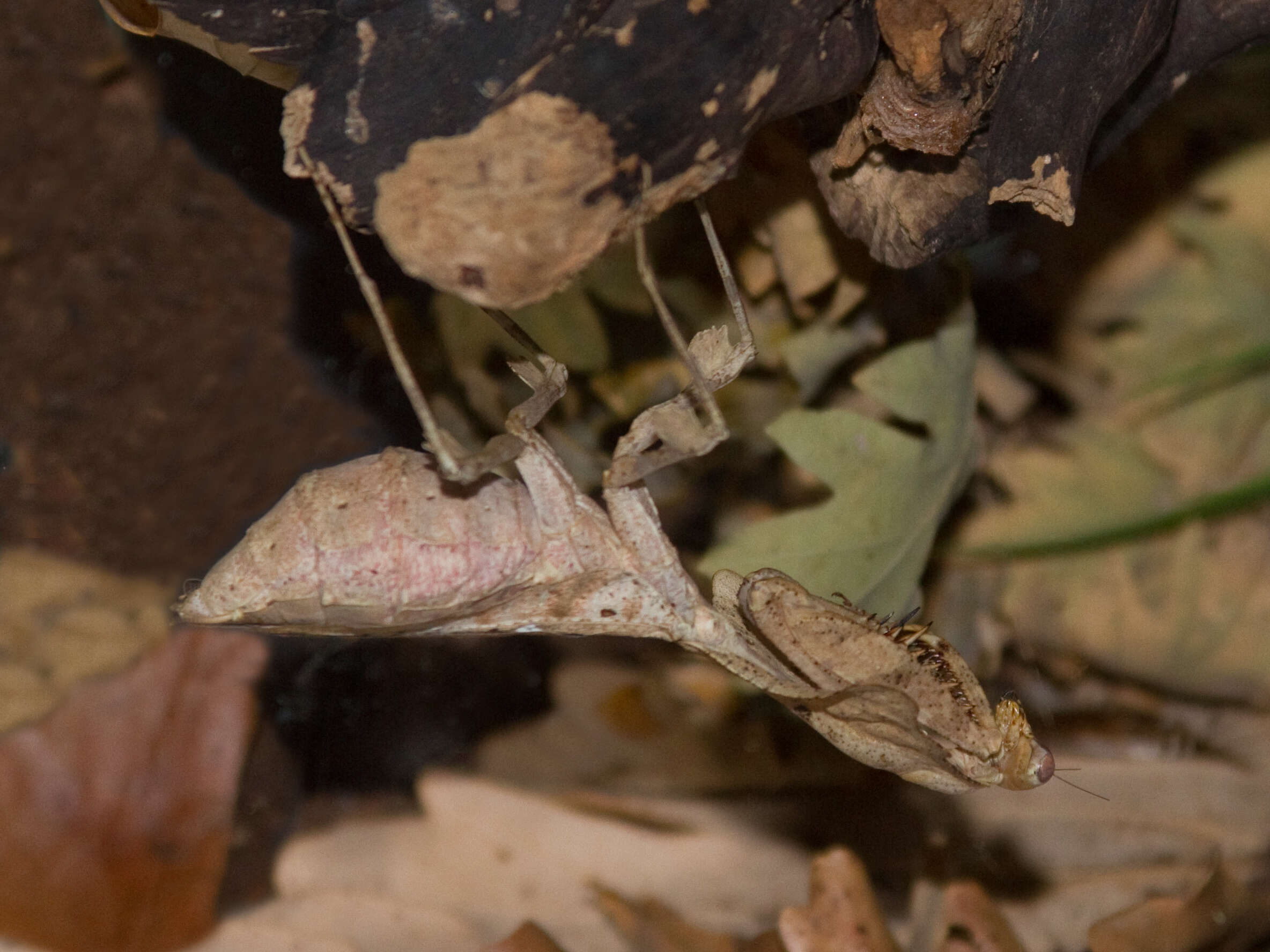 Image of Deroplatys desiccata Westwood 1839