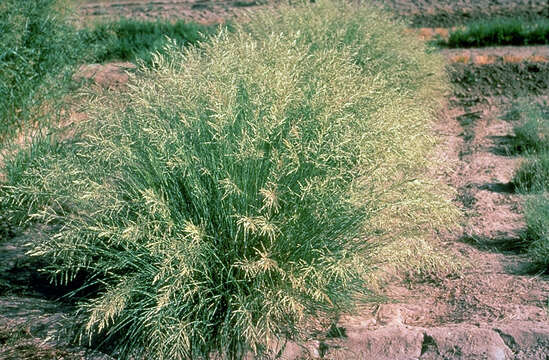 Image of weeping lovegrass