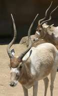 Image of Addax