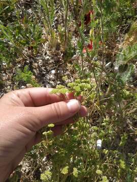 صورة Valerianella pumila (L.) DC.