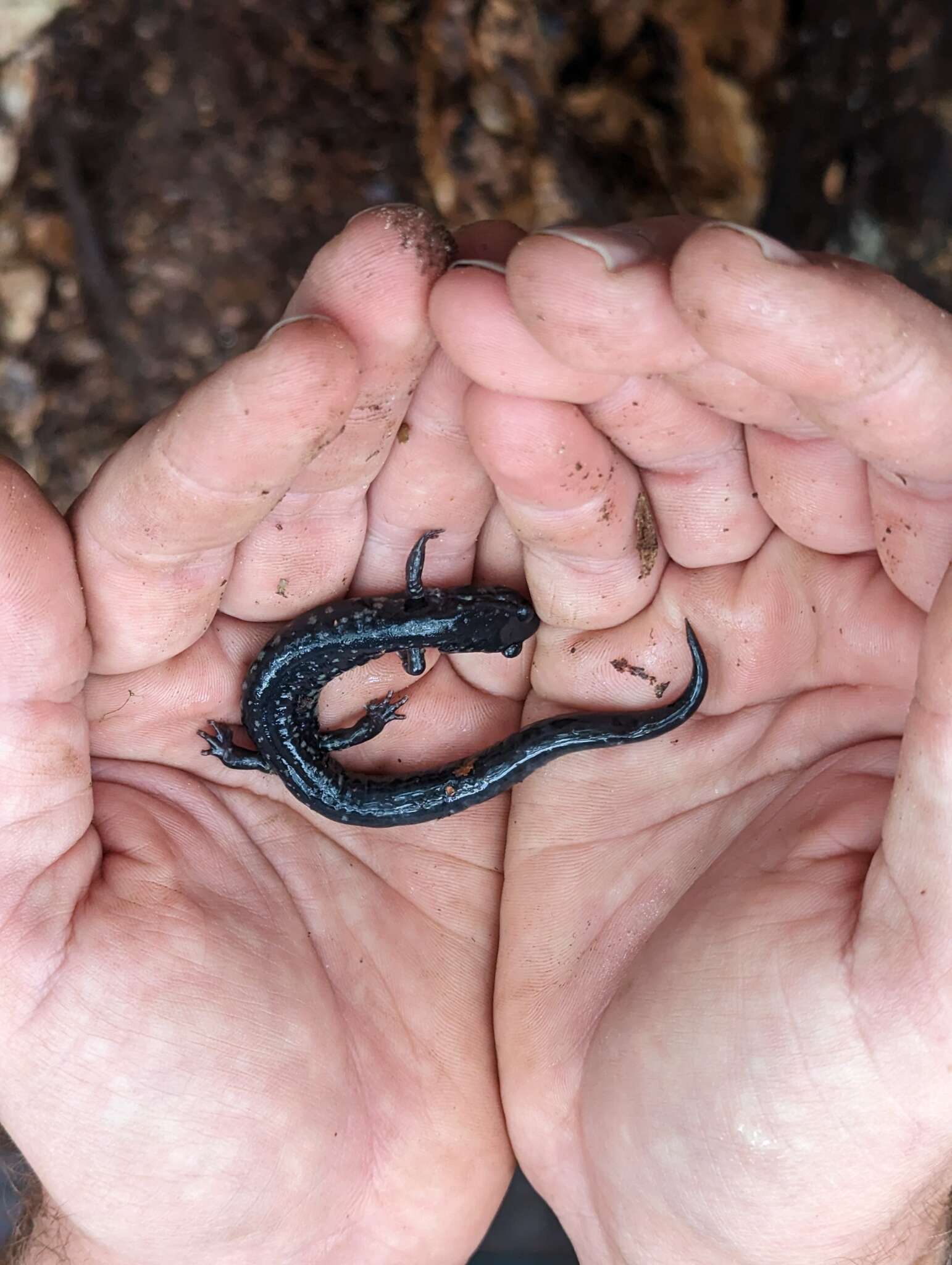 Imagem de Plethodon variolatus (Gilliams 1818)