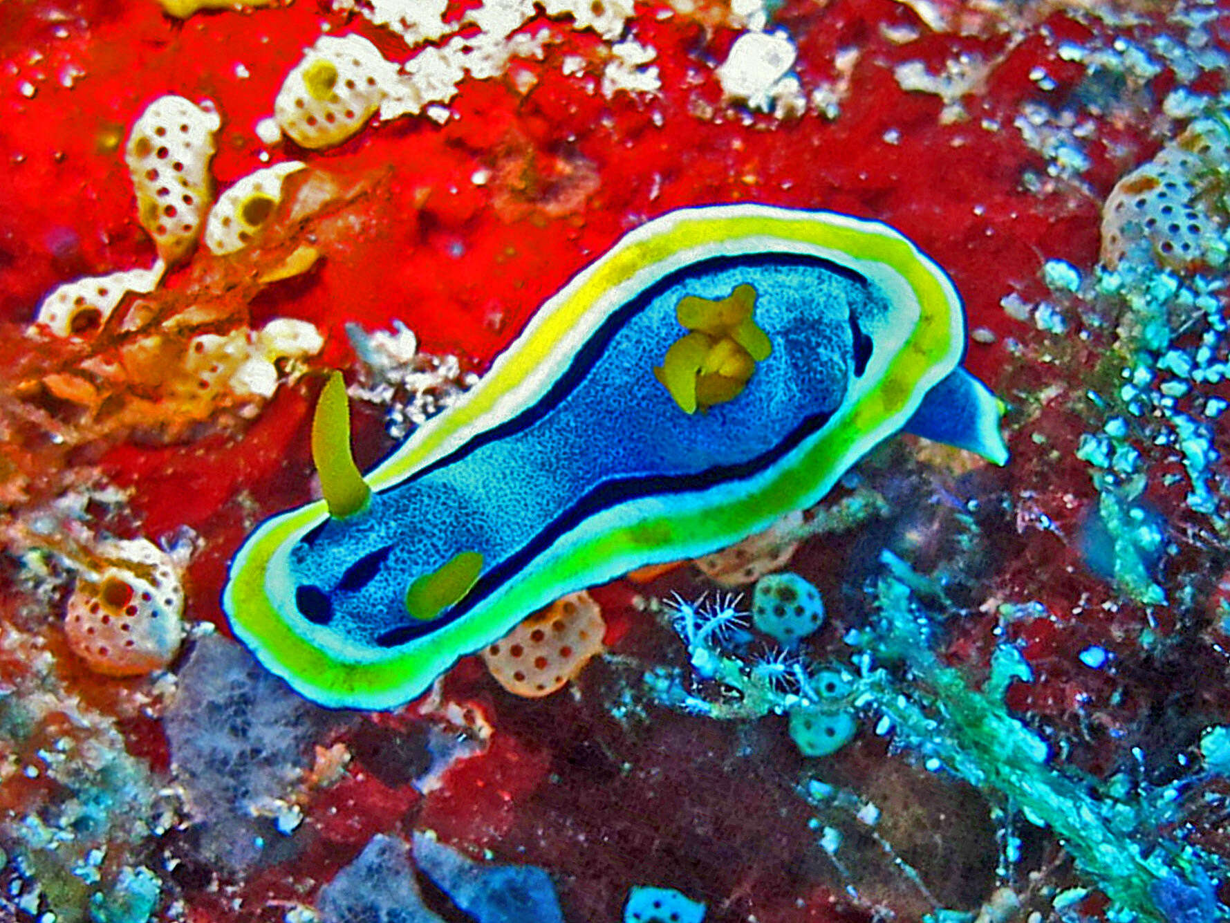 Sivun Chromodoris annae Bergh 1877 kuva