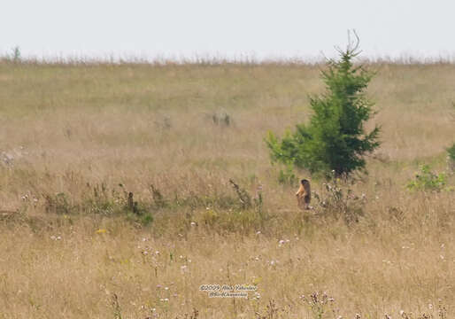 Image of Bobak Marmot