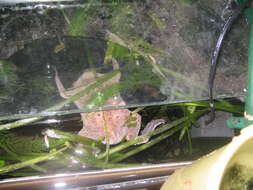 Image of Surinam toad