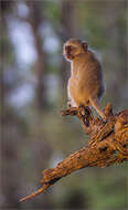 Image of Vervet Monkey