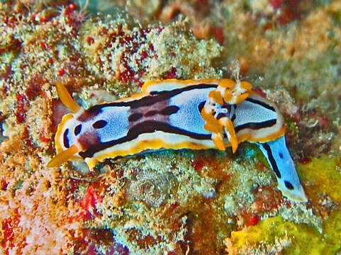 Image of Chromodoris michaeli Gosliner & Behrens 1998