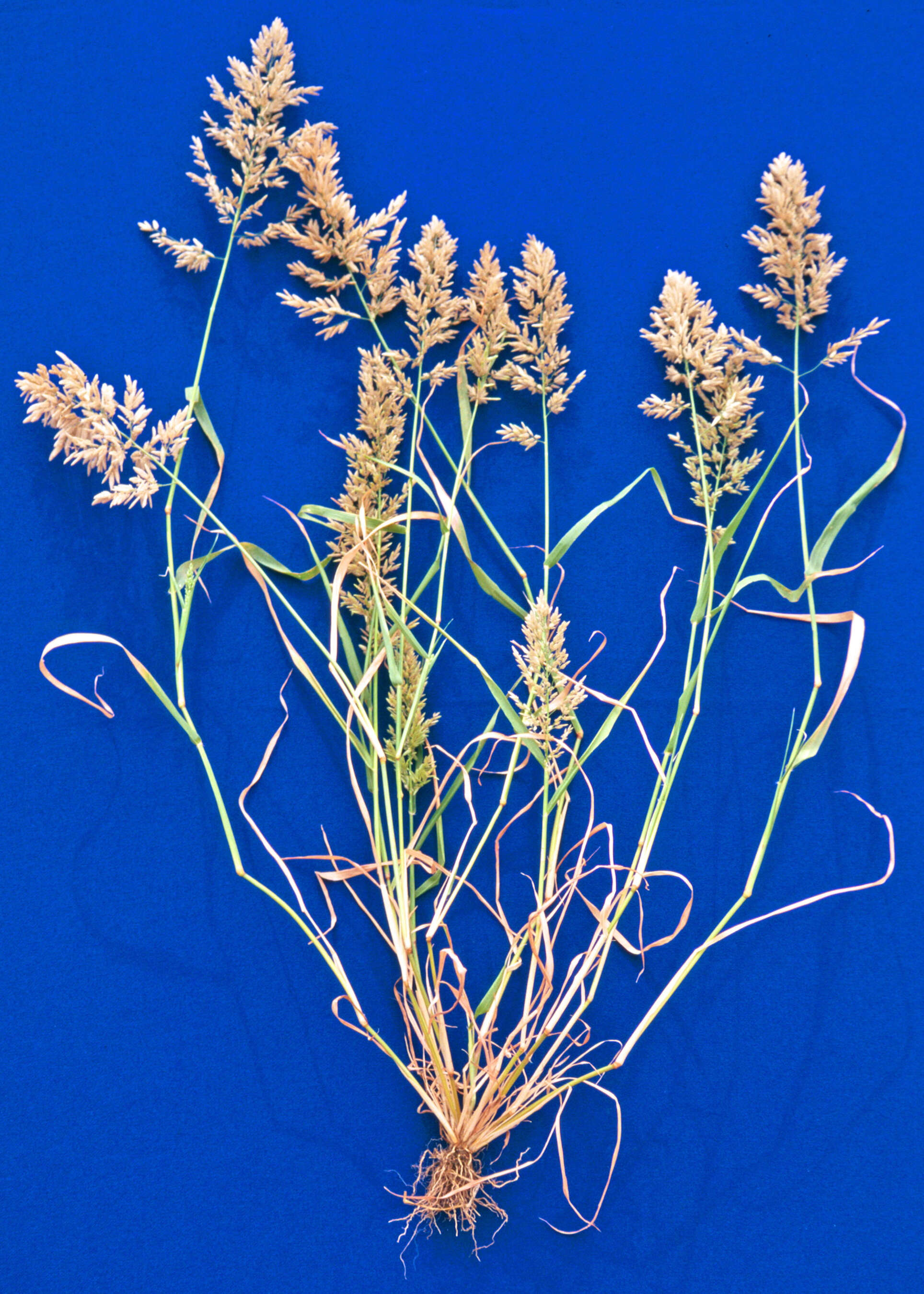 Imagem de Eragrostis cilianensis (All.) Janch.