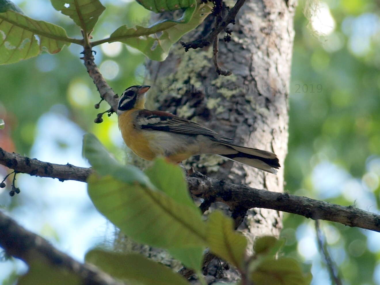 Image of African Golden-breasted Bunting