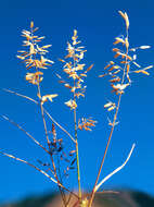 Imagem de Eragrostis cilianensis (All.) Janch.