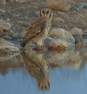 Bubo lacteus (Temminck 1820)的圖片