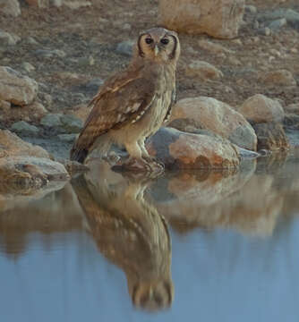 Bubo lacteus (Temminck 1820)的圖片