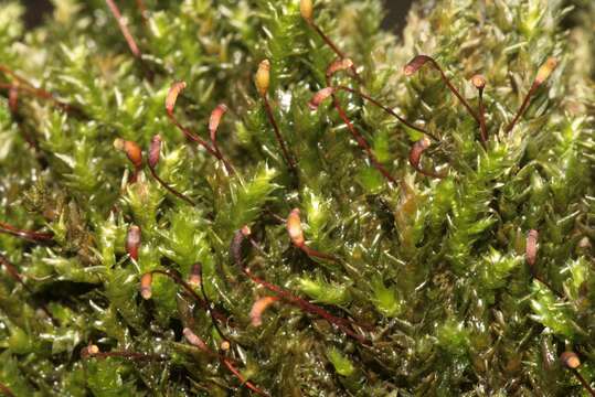 Image of platyhypnidium moss