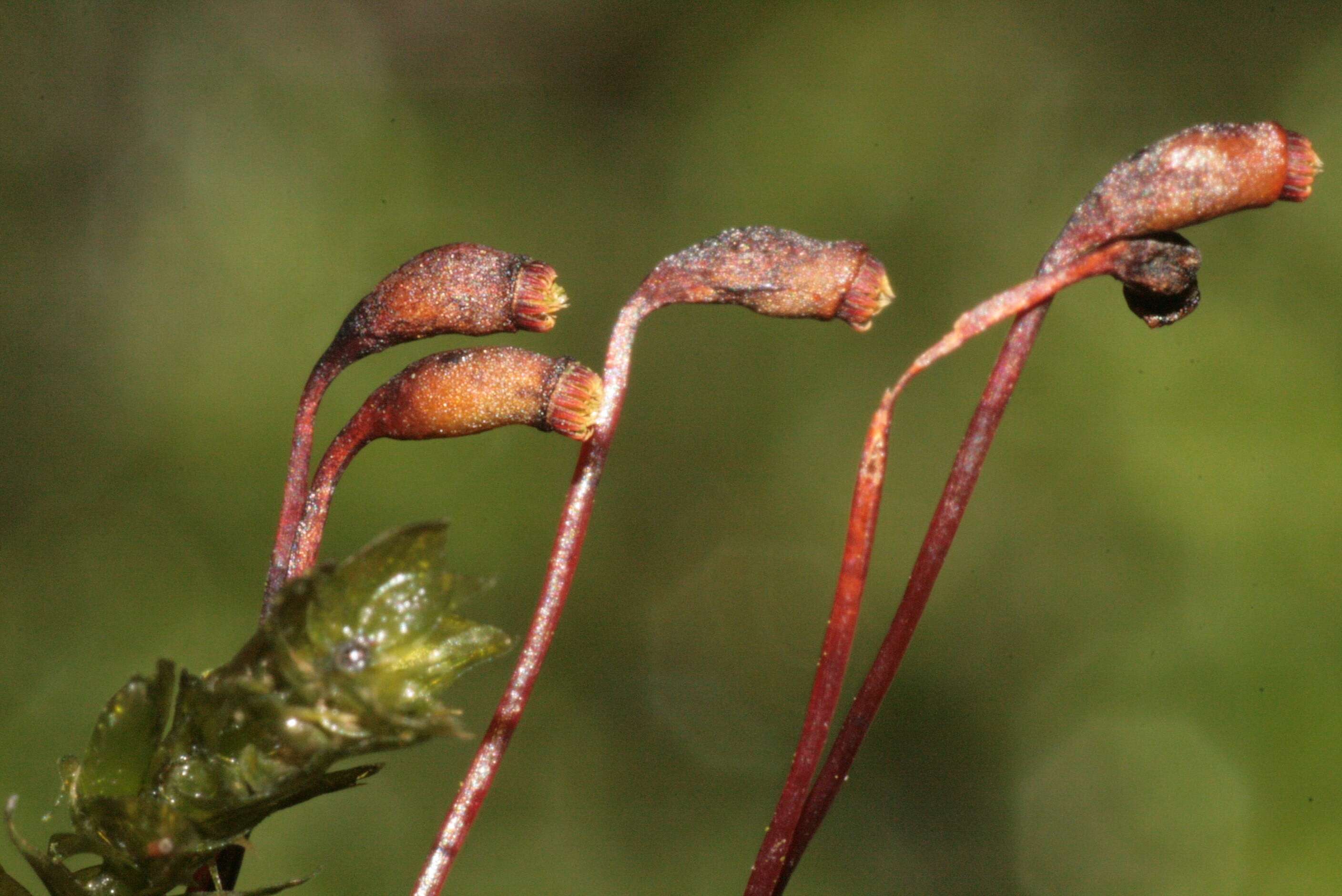 Image of platyhypnidium moss