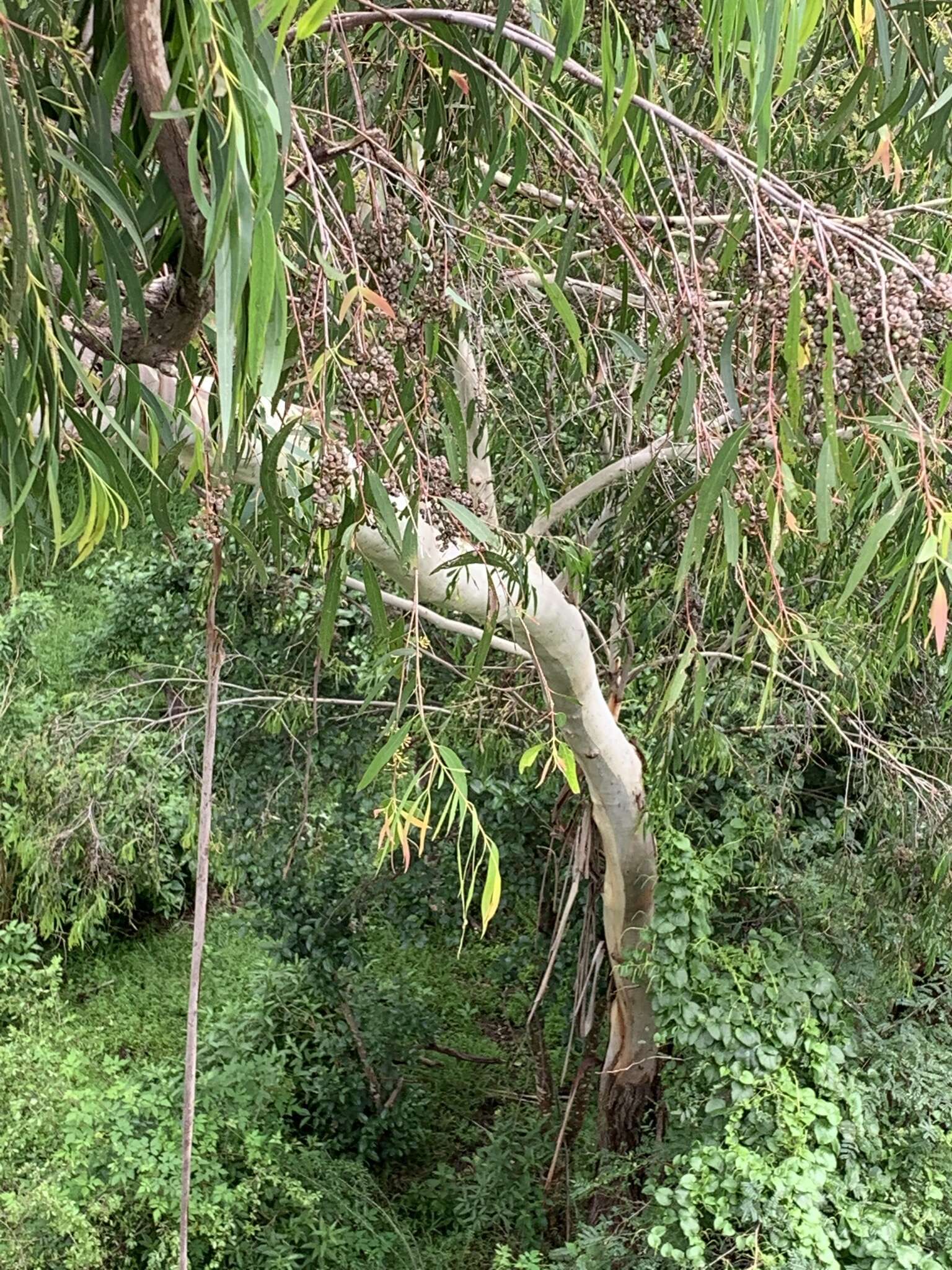 Image of river peppermint gum