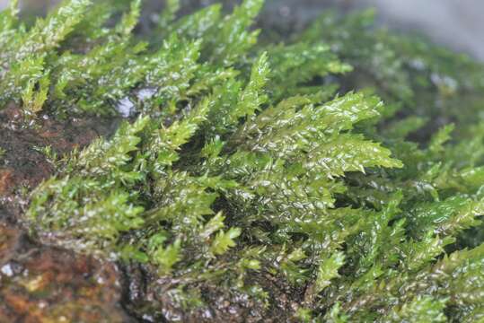 Image of platyhypnidium moss