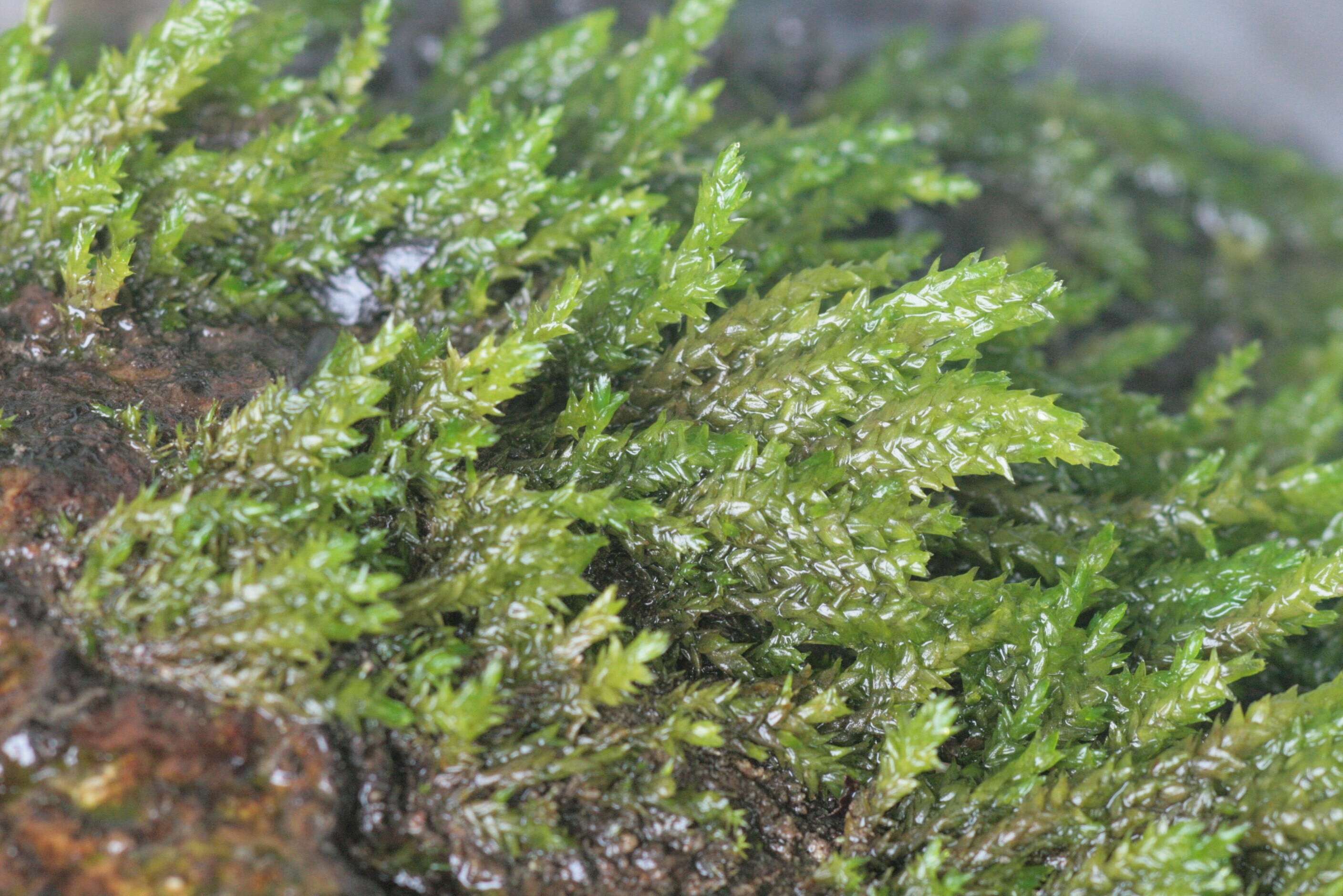 Image of platyhypnidium moss