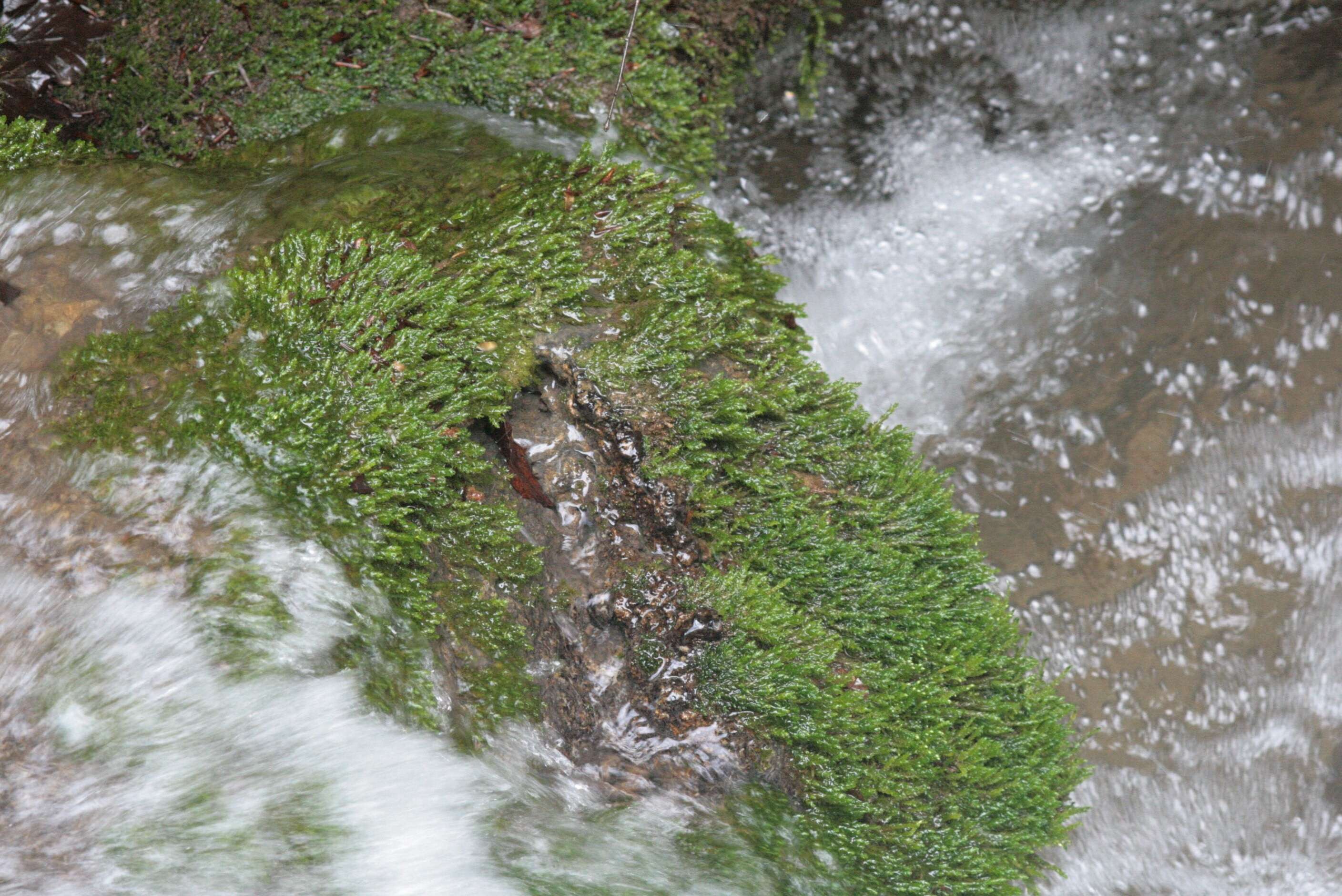 Image of platyhypnidium moss