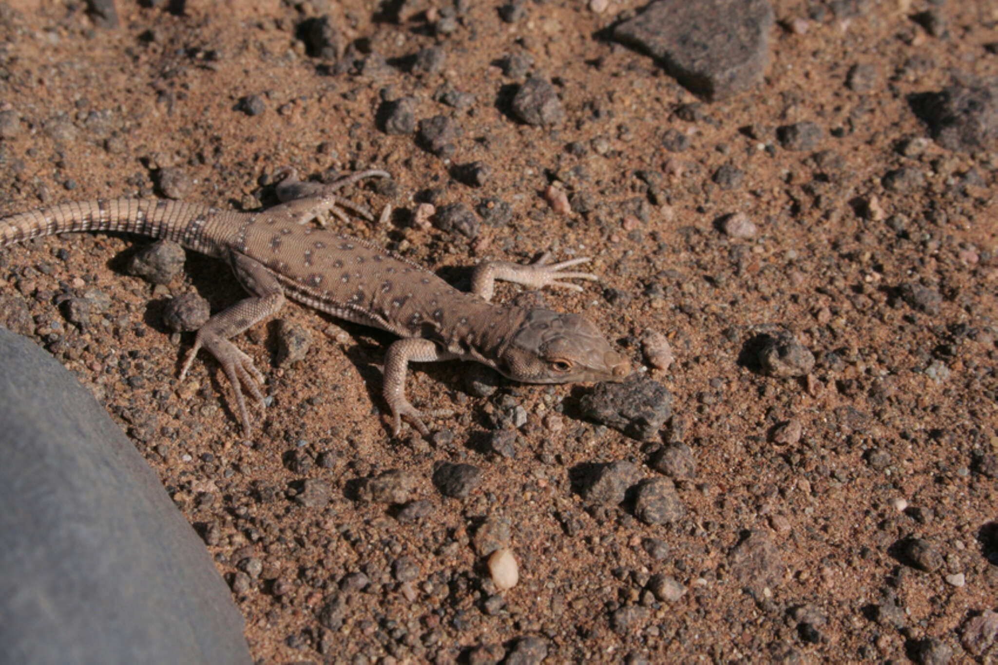 Image of Red Spotted Lizard