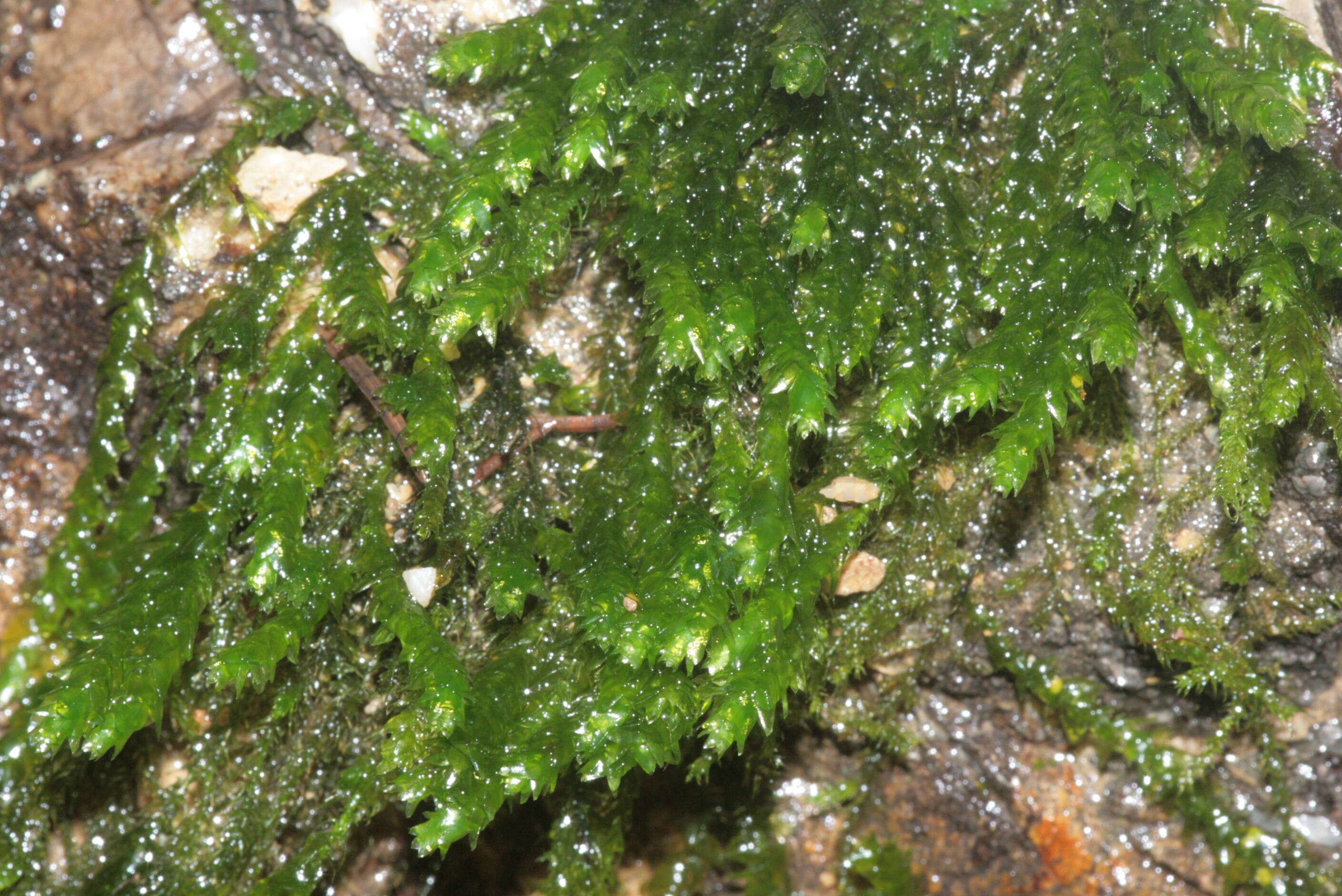 Image of platyhypnidium moss
