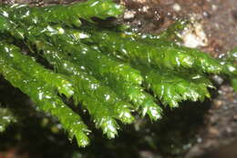 Image of platyhypnidium moss