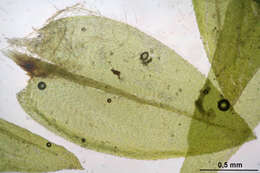 Image of platyhypnidium moss