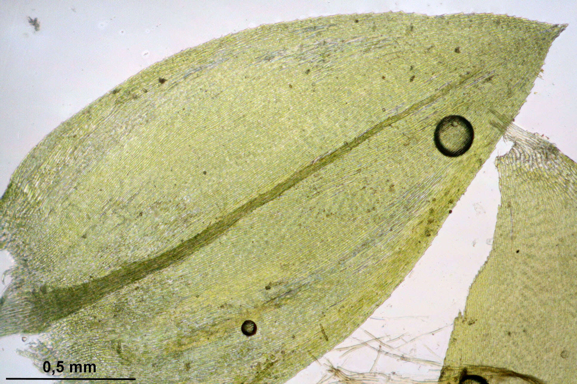 Image of platyhypnidium moss