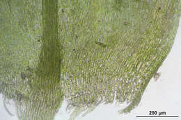 Image of platyhypnidium moss