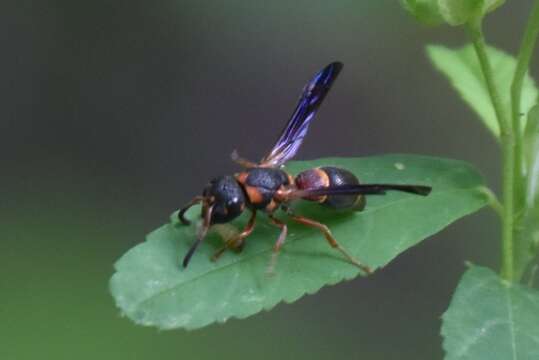 Image of Parancistrocerus perennis anacardivora (Rohwer 1915)