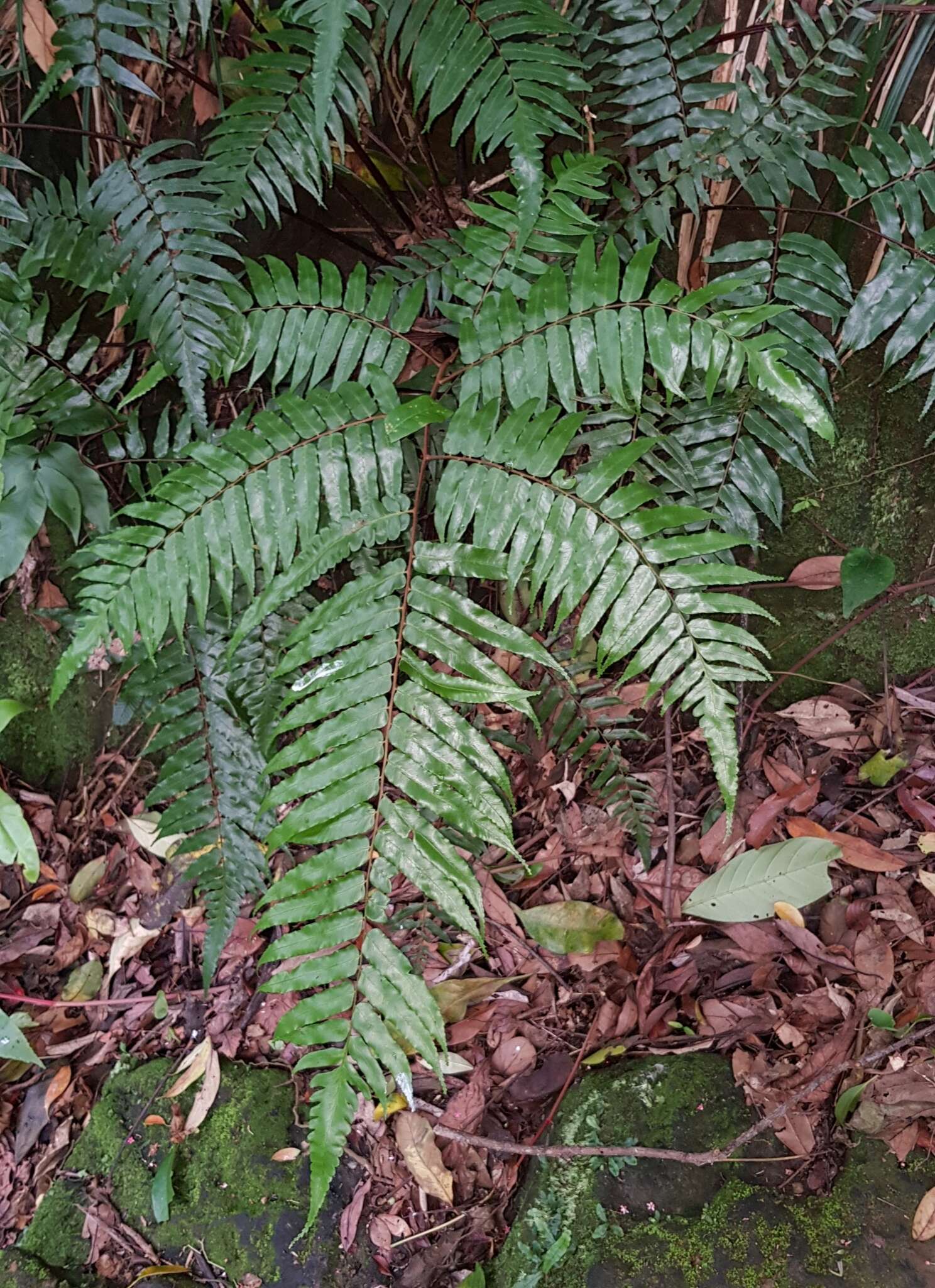 صورة Alsophila podophylla Hook.