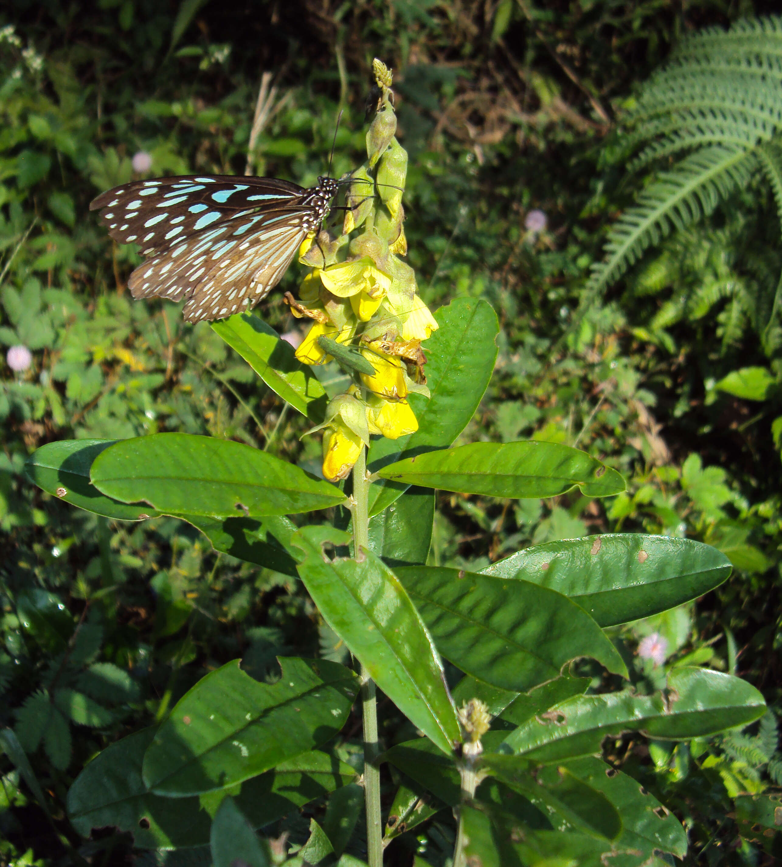 Image de Crotalaria retusa L.