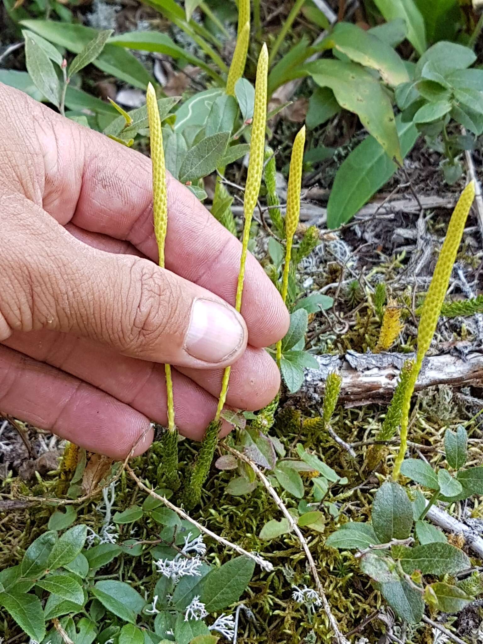 Image of one-cone clubmoss