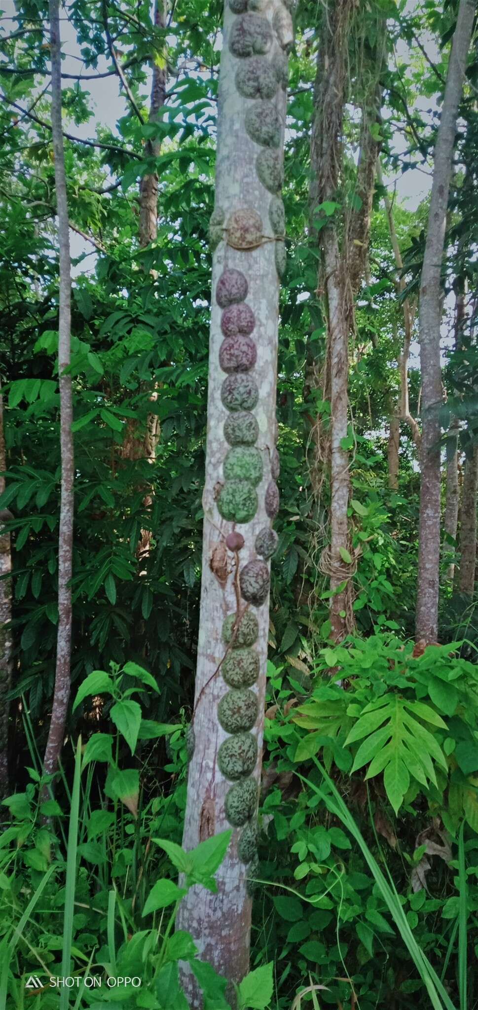 Image of Hoya imbricata Decne.