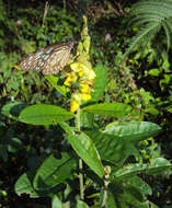 Image de Crotalaria retusa L.