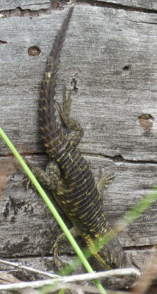 Image of Cape Girdled Lizard