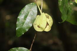 Image of Cymbopetalum hintonii Lundell