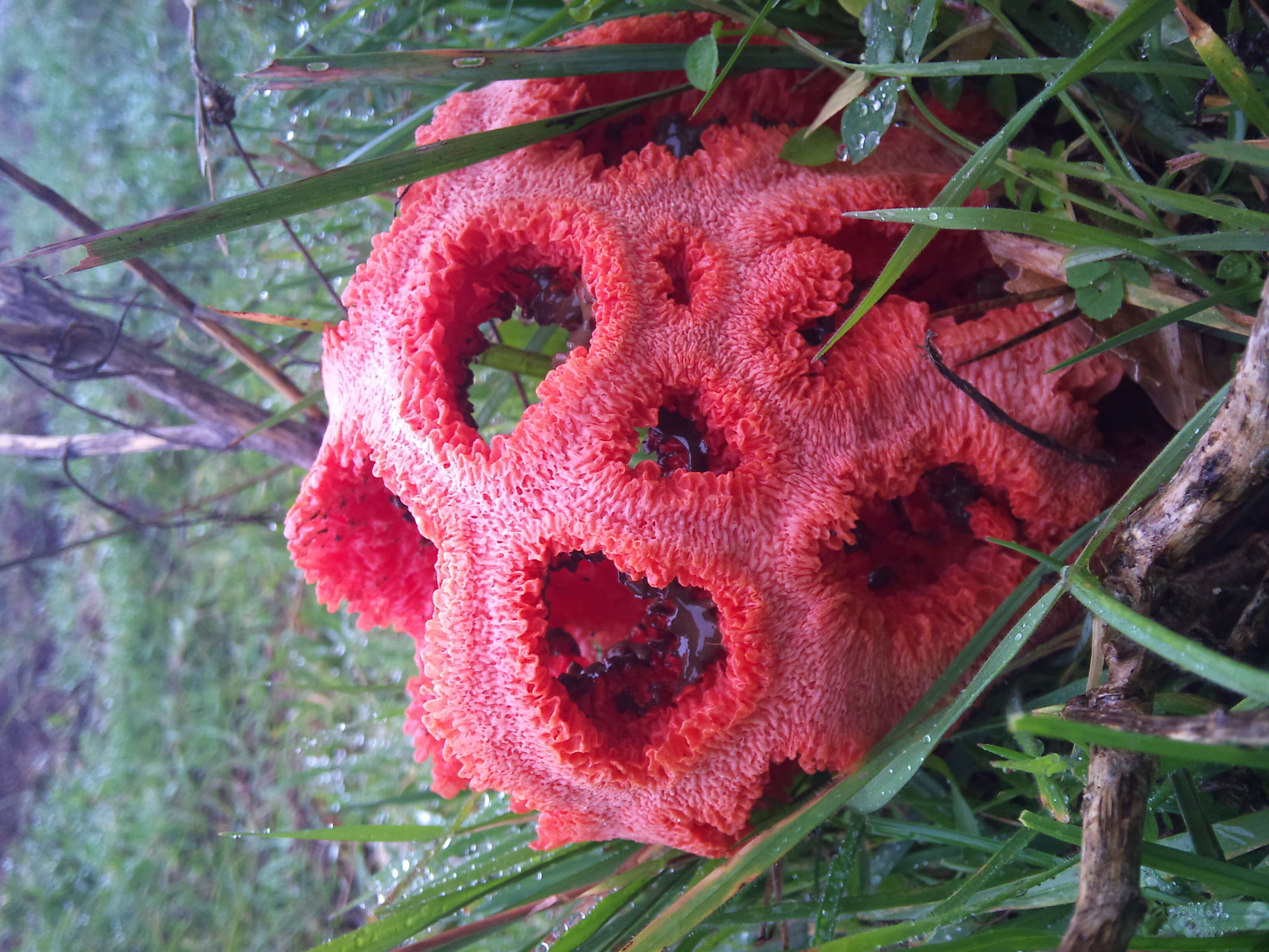 Image of Clathrus ruber P. Micheli ex Pers. 1801