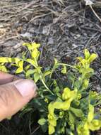 Image of Fendler's rockcress