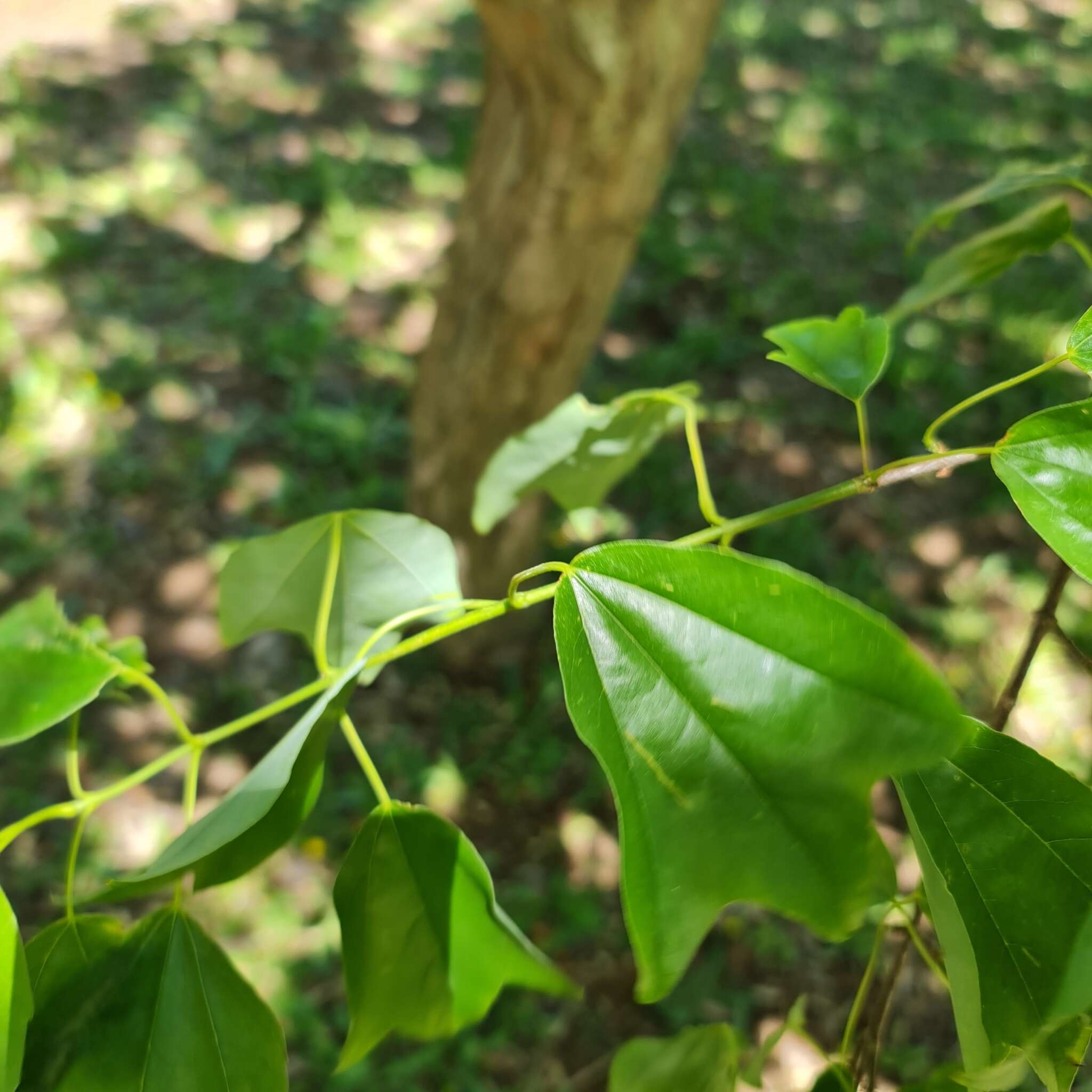 Image of three-toothed maple