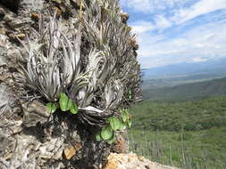 Image of Tillandsia pueblensis L. B. Sm.