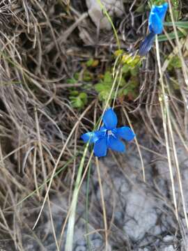 Image of Gentiana terglouensis subsp. terglouensis