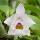 Plancia ëd Cattleya alaorii (Brieger & Bicalho) Van den Berg