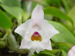 صورة Cattleya alaorii (Brieger & Bicalho) Van den Berg