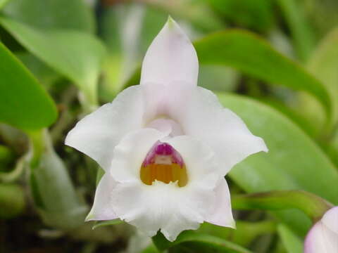 Слика од Cattleya alaorii (Brieger & Bicalho) Van den Berg