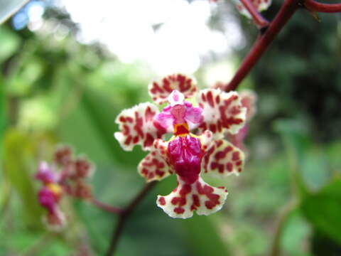 Image of Trichocentrum carthagenense (Jacq.) M. W. Chase & N. H. Williams