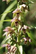 Imagem de Epipactis helleborine subsp. orbicularis (K. Richt.) E. Klein