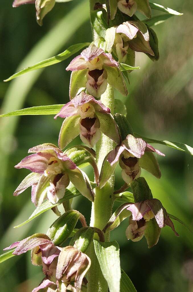 Epipactis helleborine subsp. orbicularis (K. Richt.) E. Klein resmi