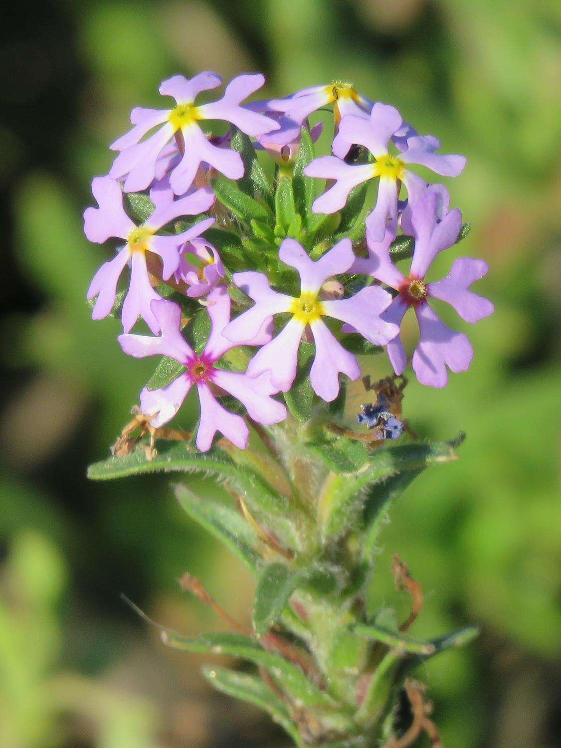 Image of Zaluzianskya villosa F. W. Schmidt